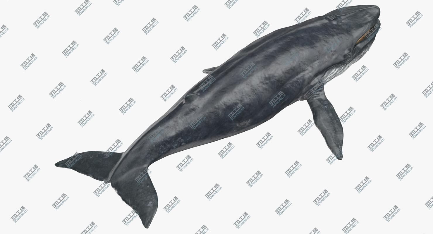 images/goods_img/2021040235/3D Blue Whale/5.jpg
